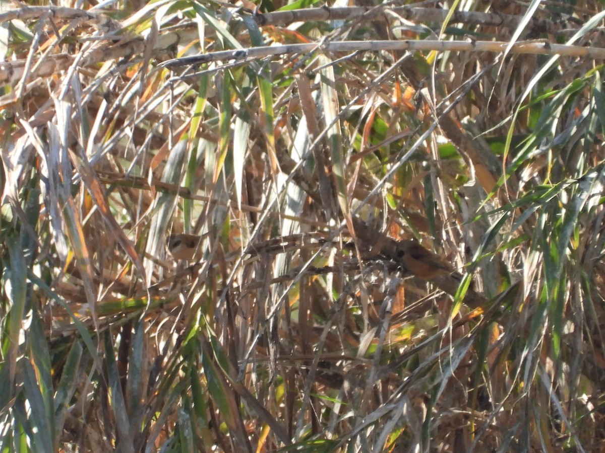 Ремез звичайний - ML646590208