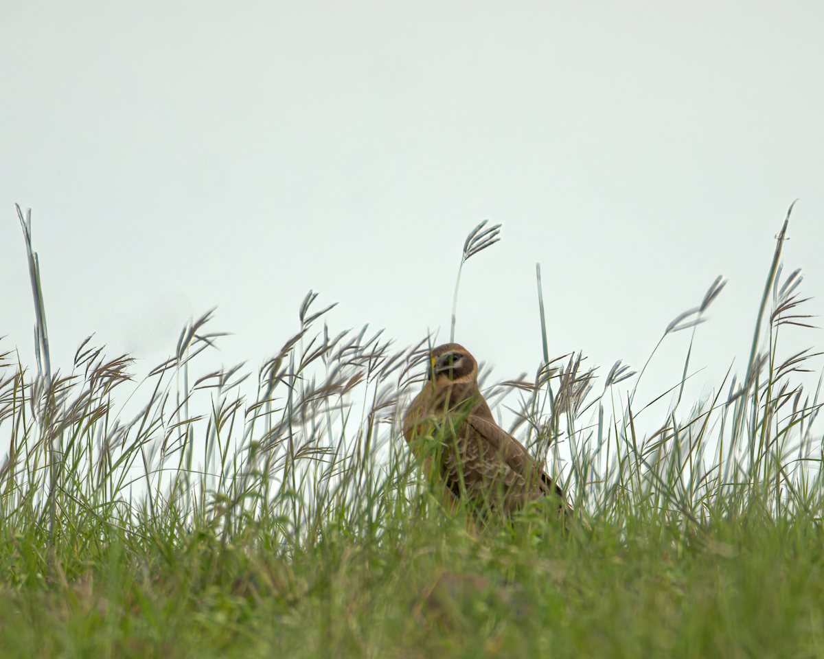 moták stepní - ML646590209