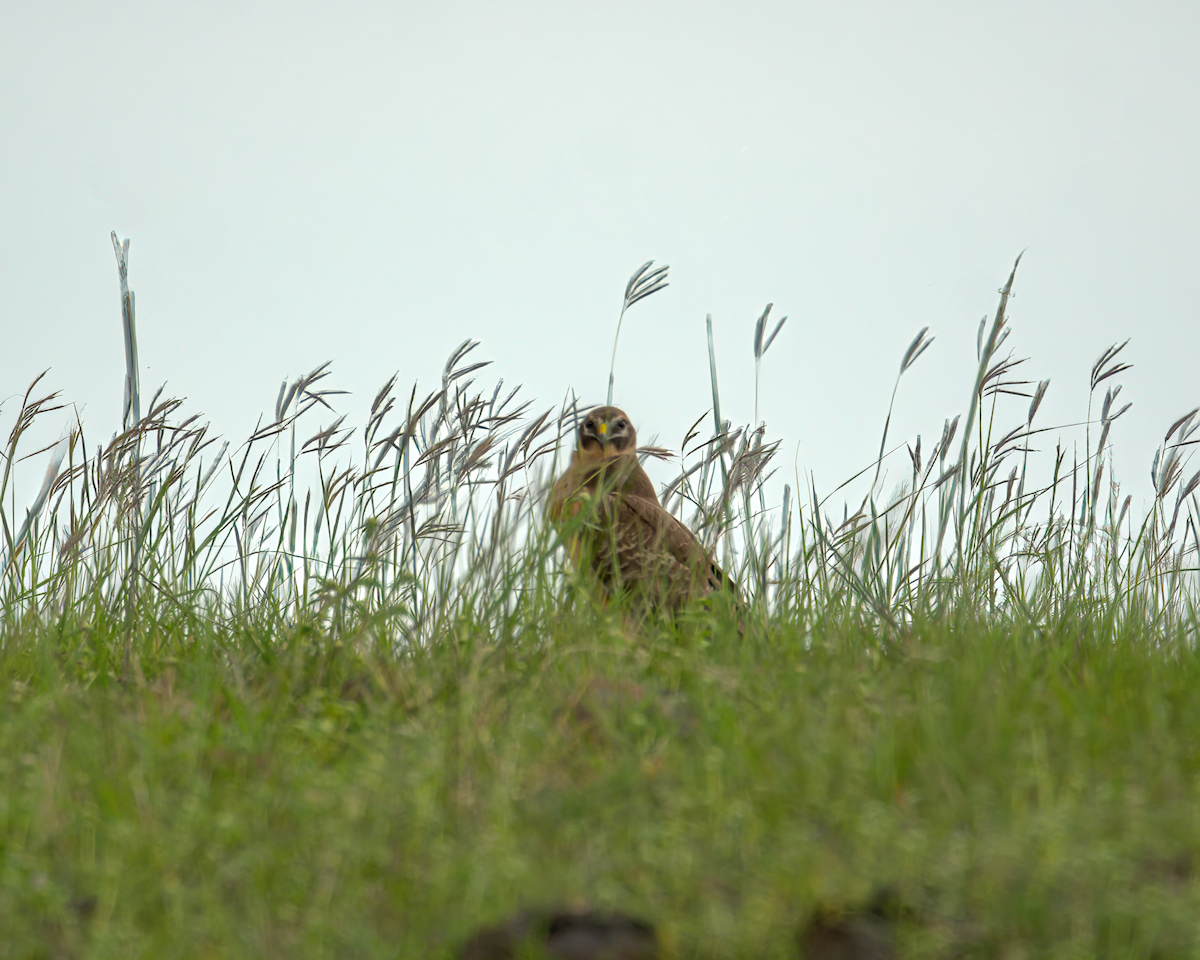 moták stepní - ML646590210