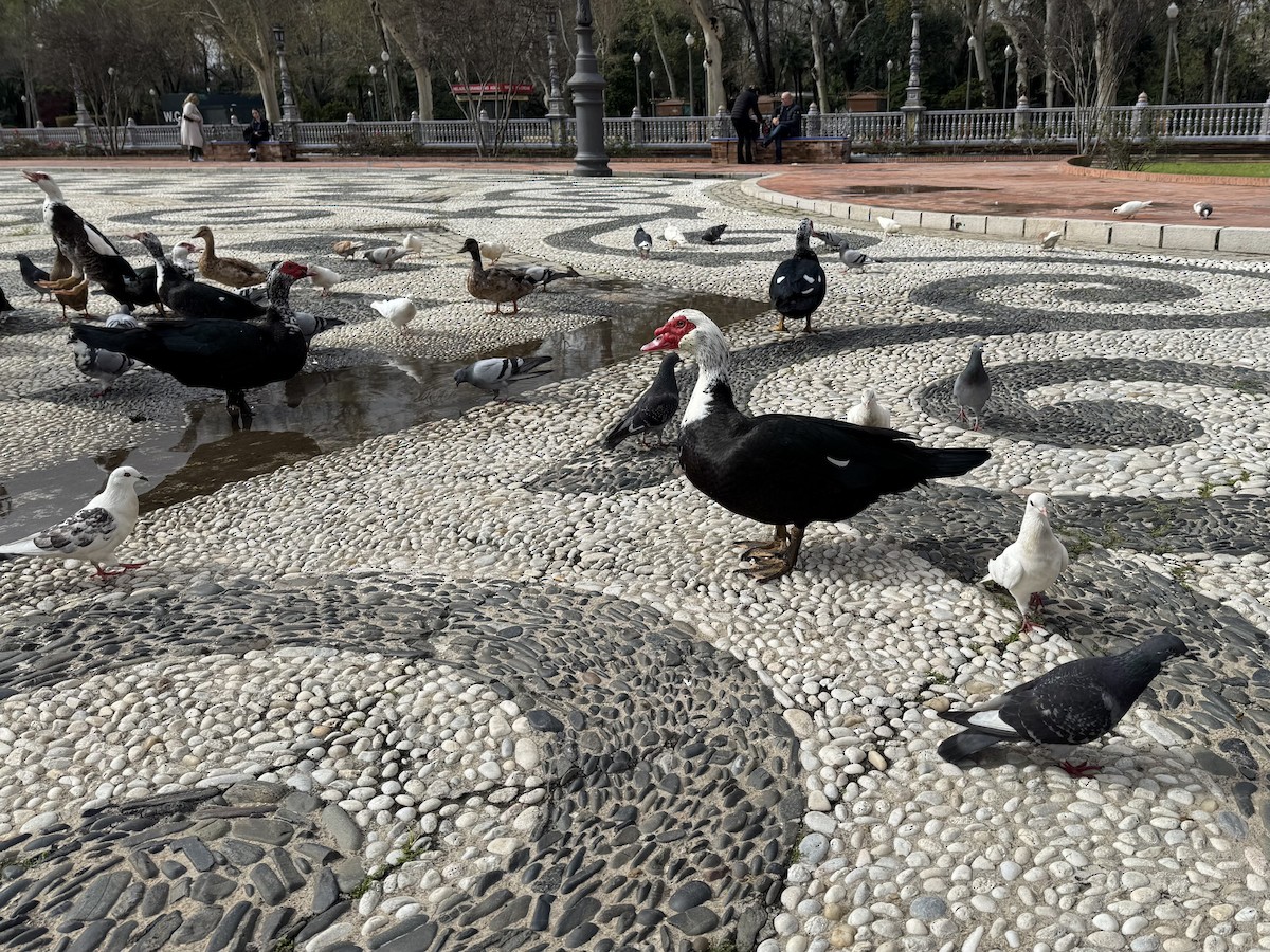 Muscovy Duck (Domestic type) - ML646590211