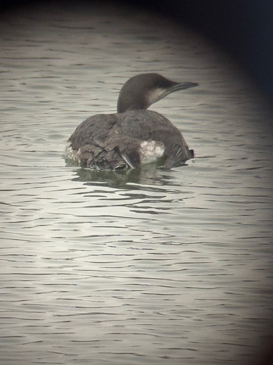 Strolaga mezzana - ML646590212