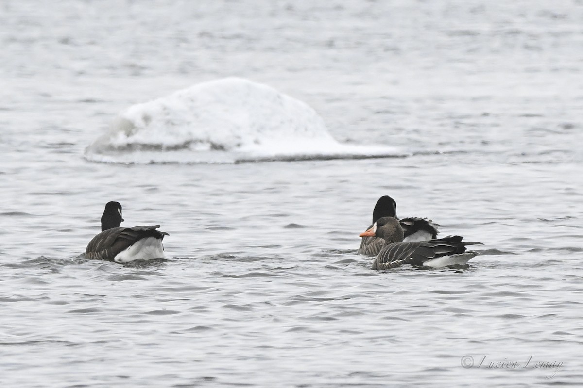 אווז לבן-מצח - ML646590213