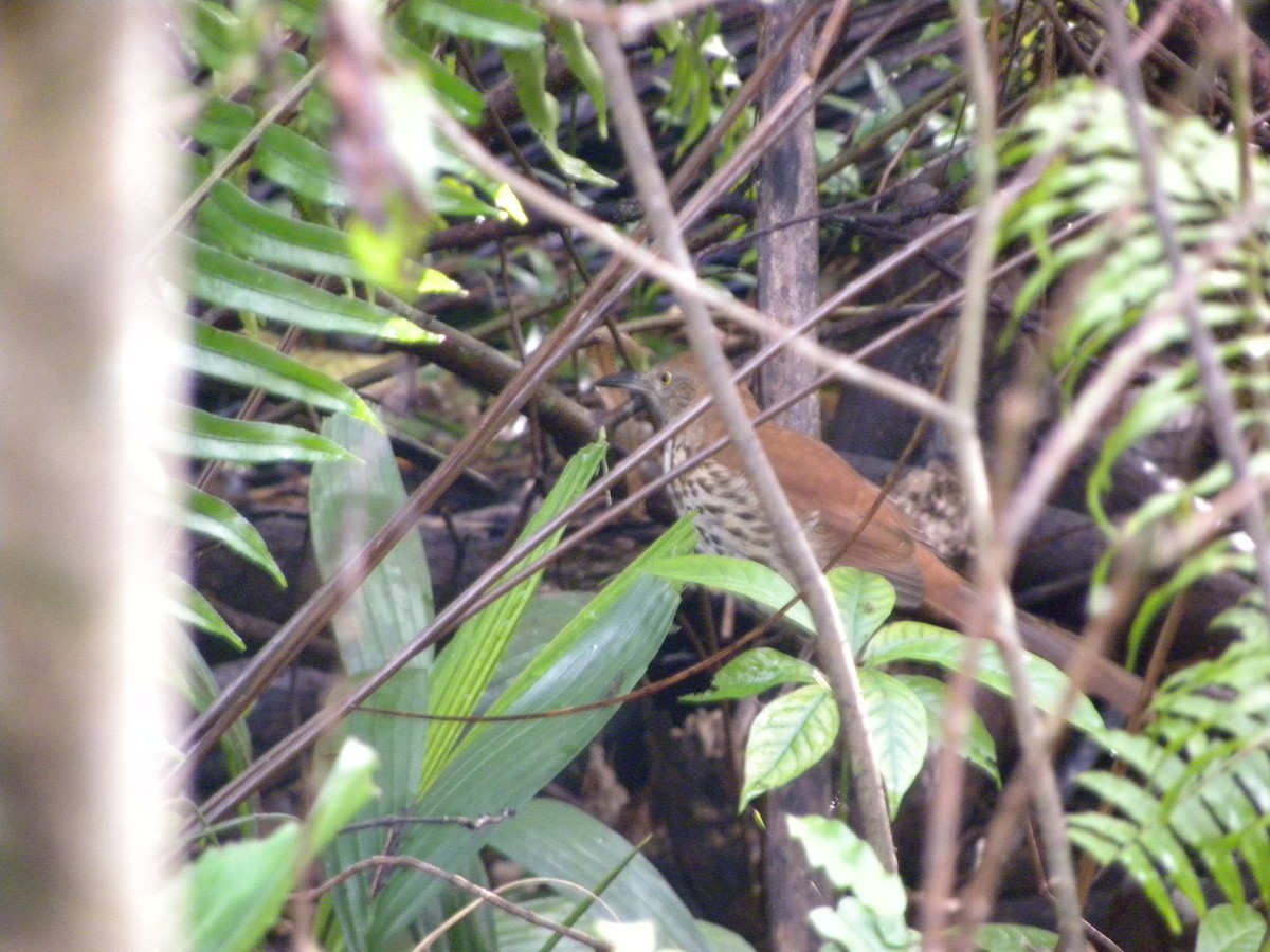 Kahverengi Çöpçü - ML646590214