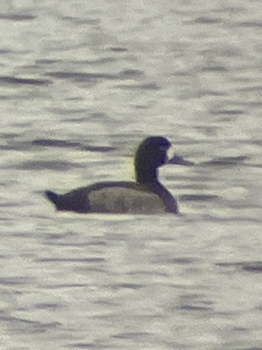 Морская чернеть - ML646590217