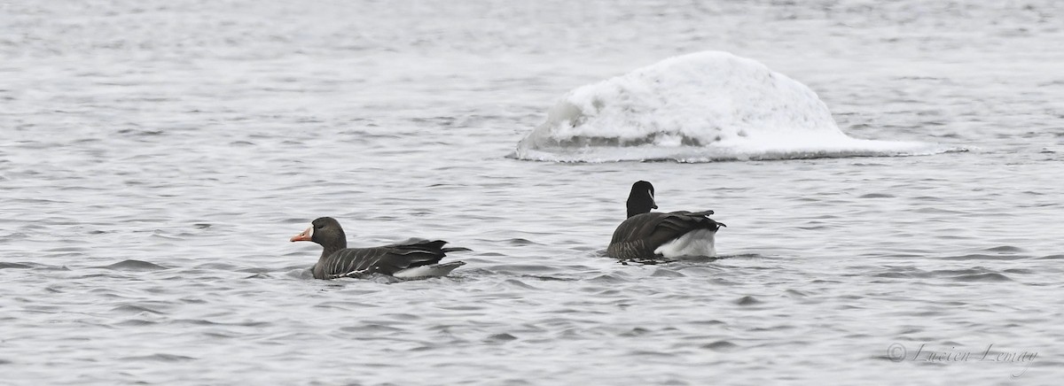 אווז לבן-מצח - ML646590220