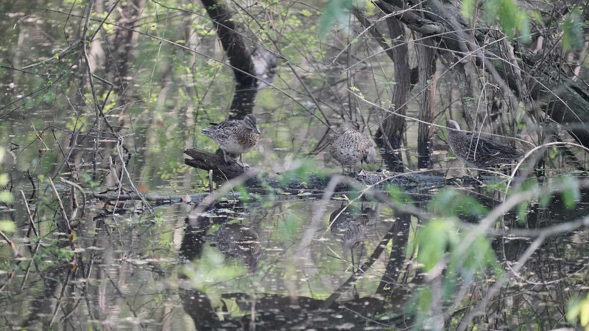 Udako zertzeta - ML646590221