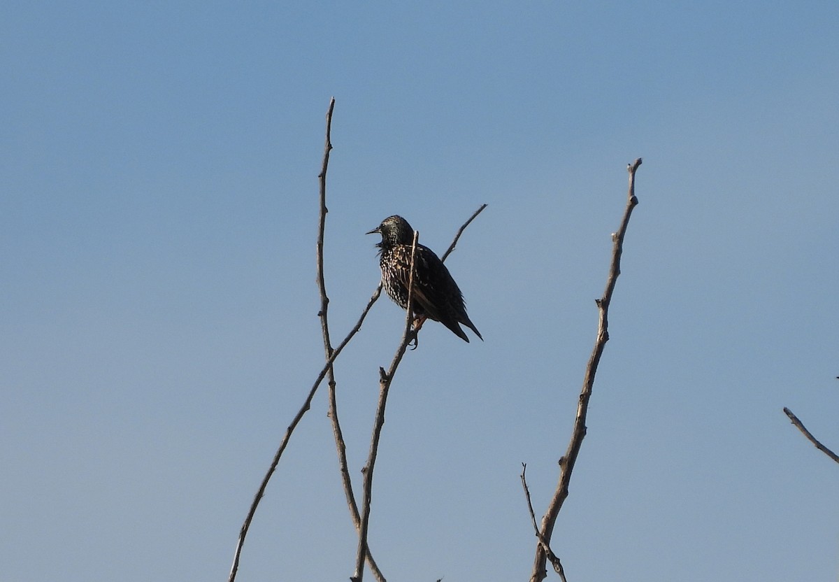 European Starling - ML646590222