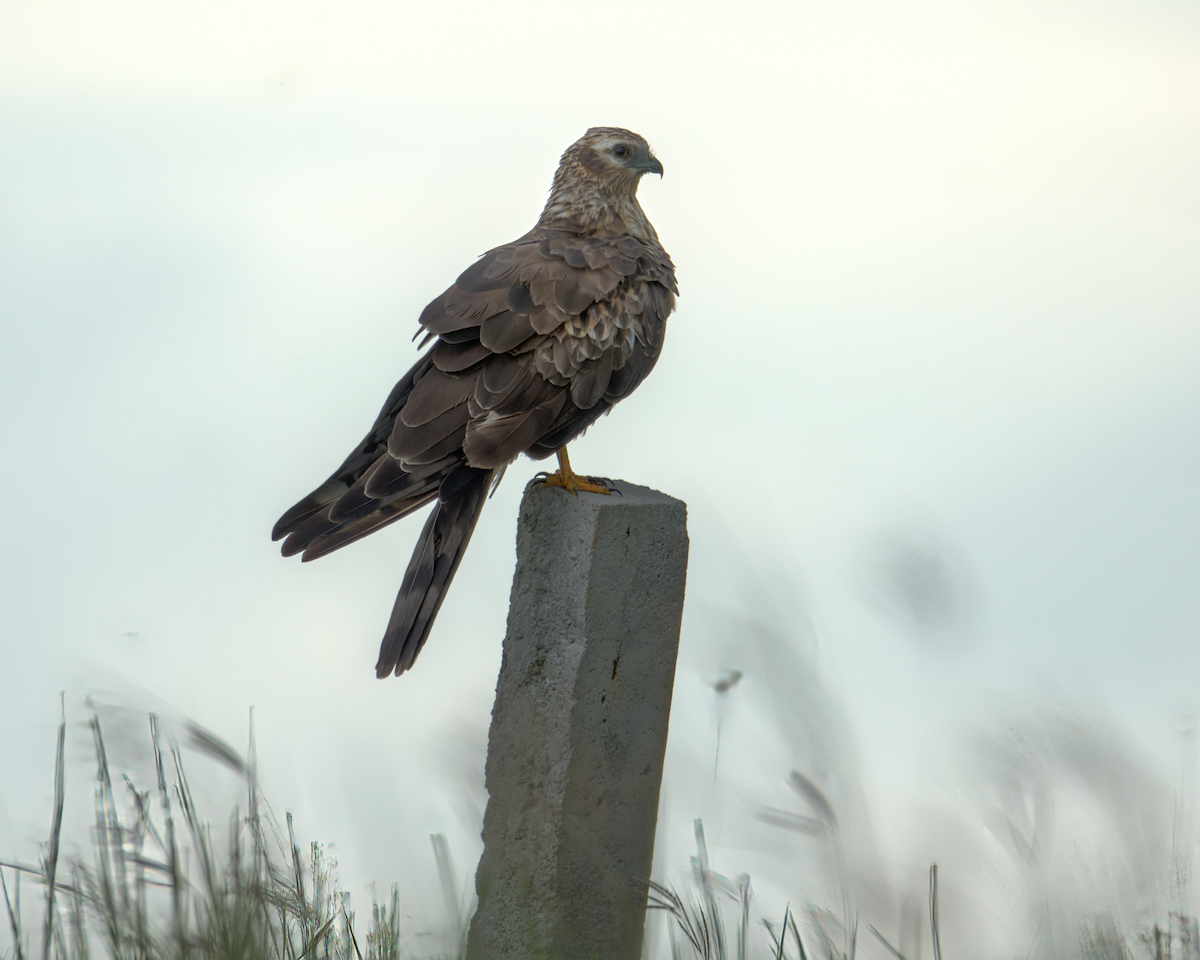 moták lužní - ML646590224