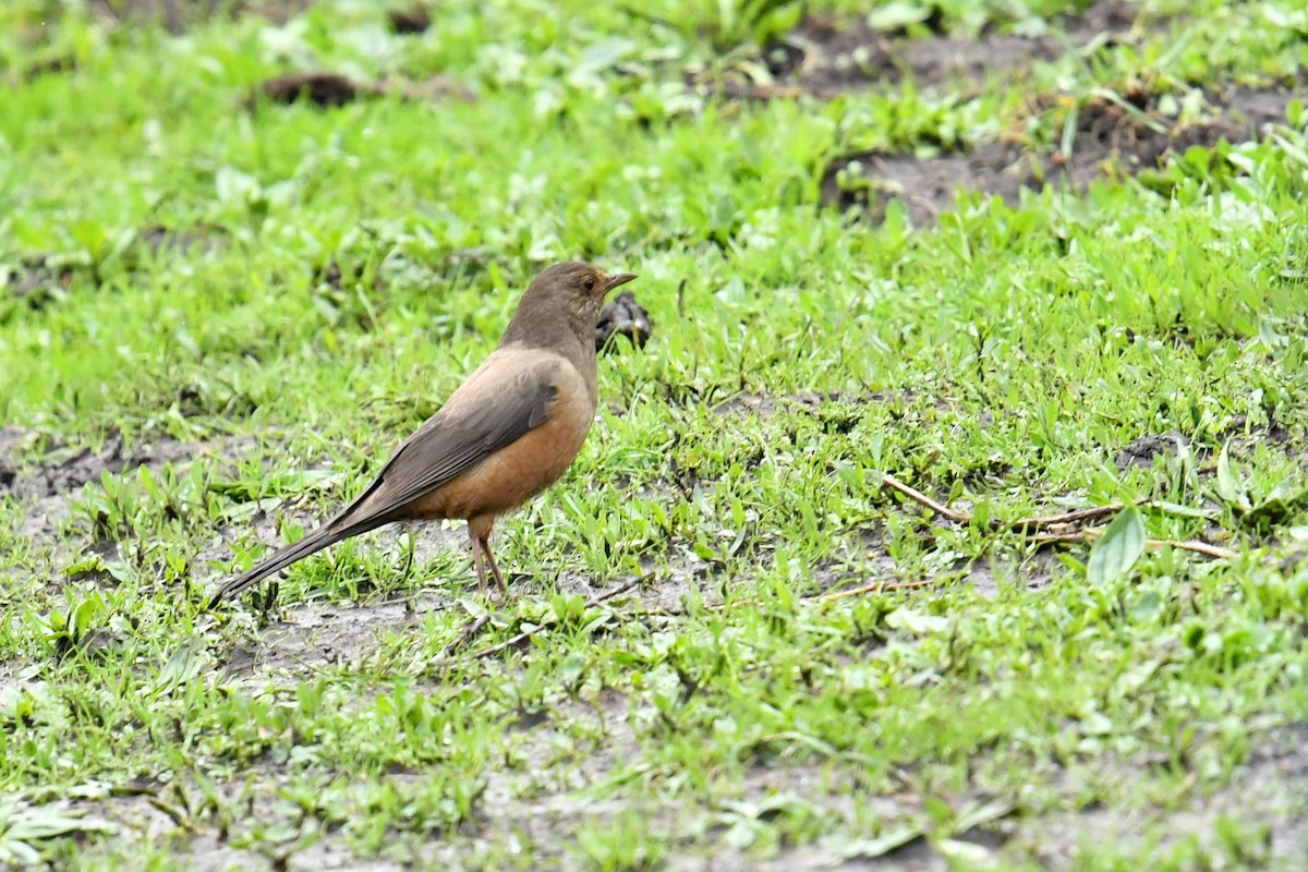 White-backed Thrush - ML646590225
