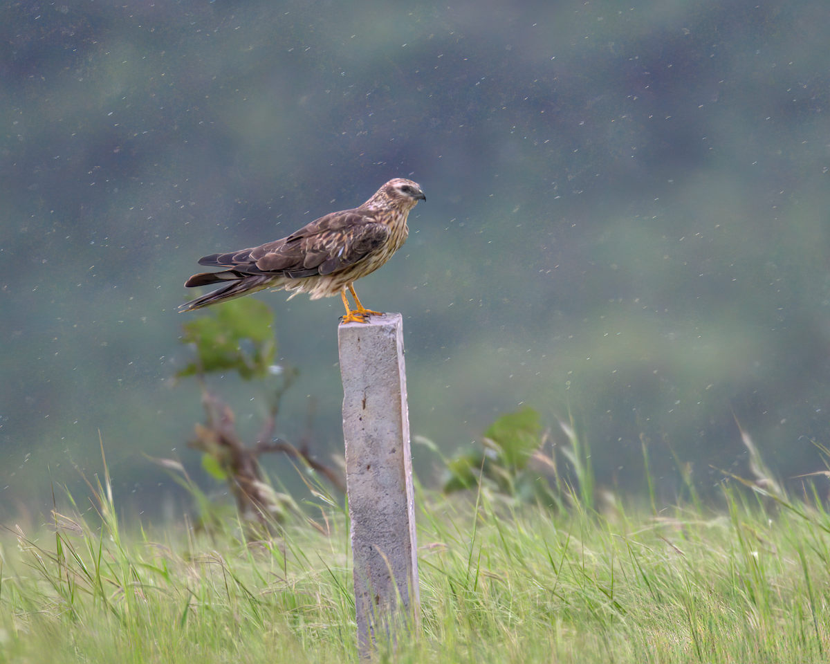 moták lužní - ML646590226