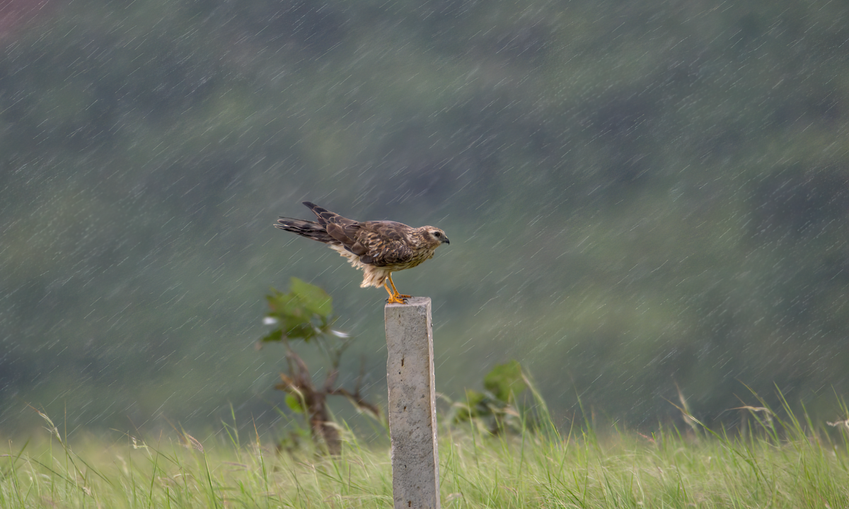 moták lužní - ML646590227