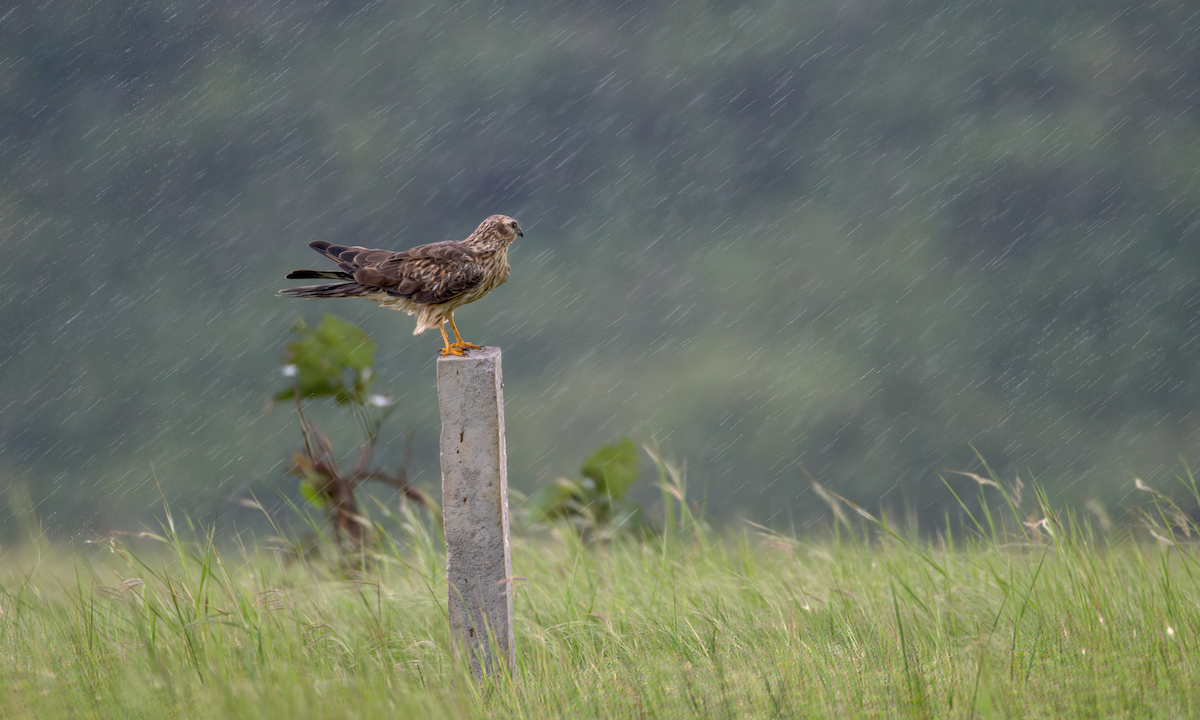 moták lužní - ML646590228