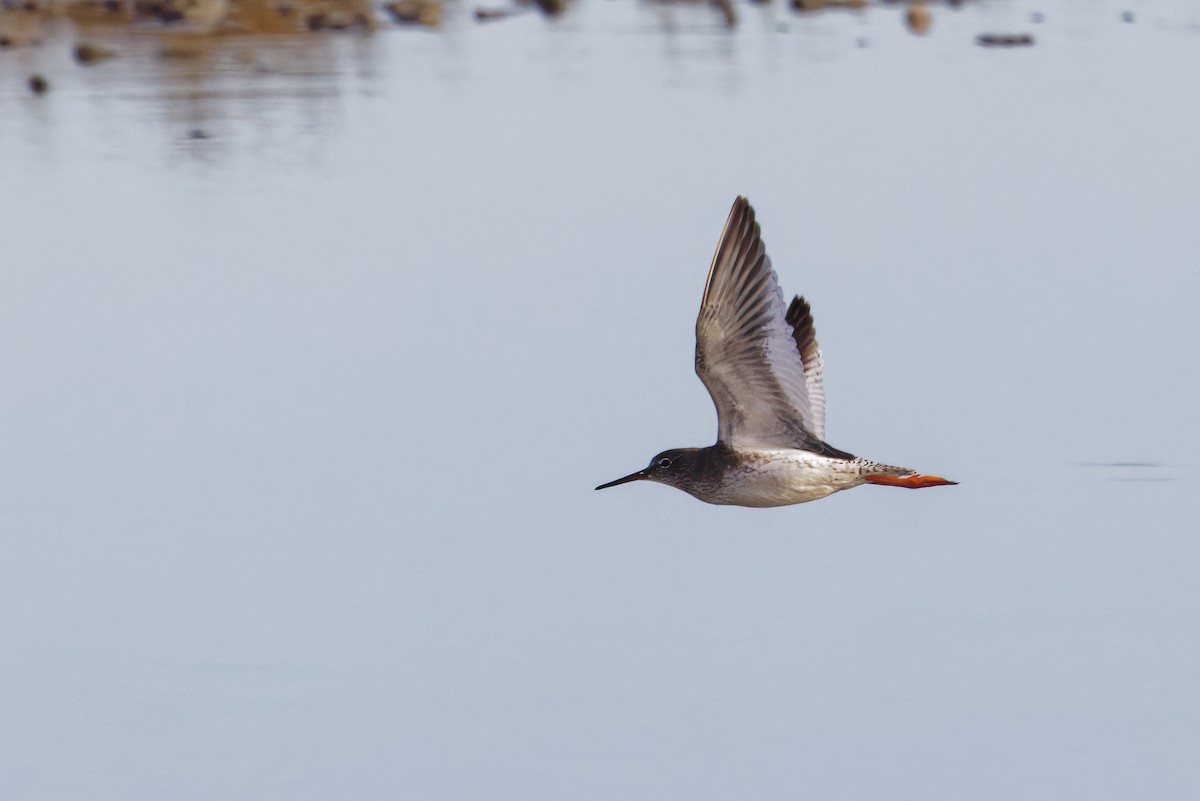Common Redshank - ML646590230
