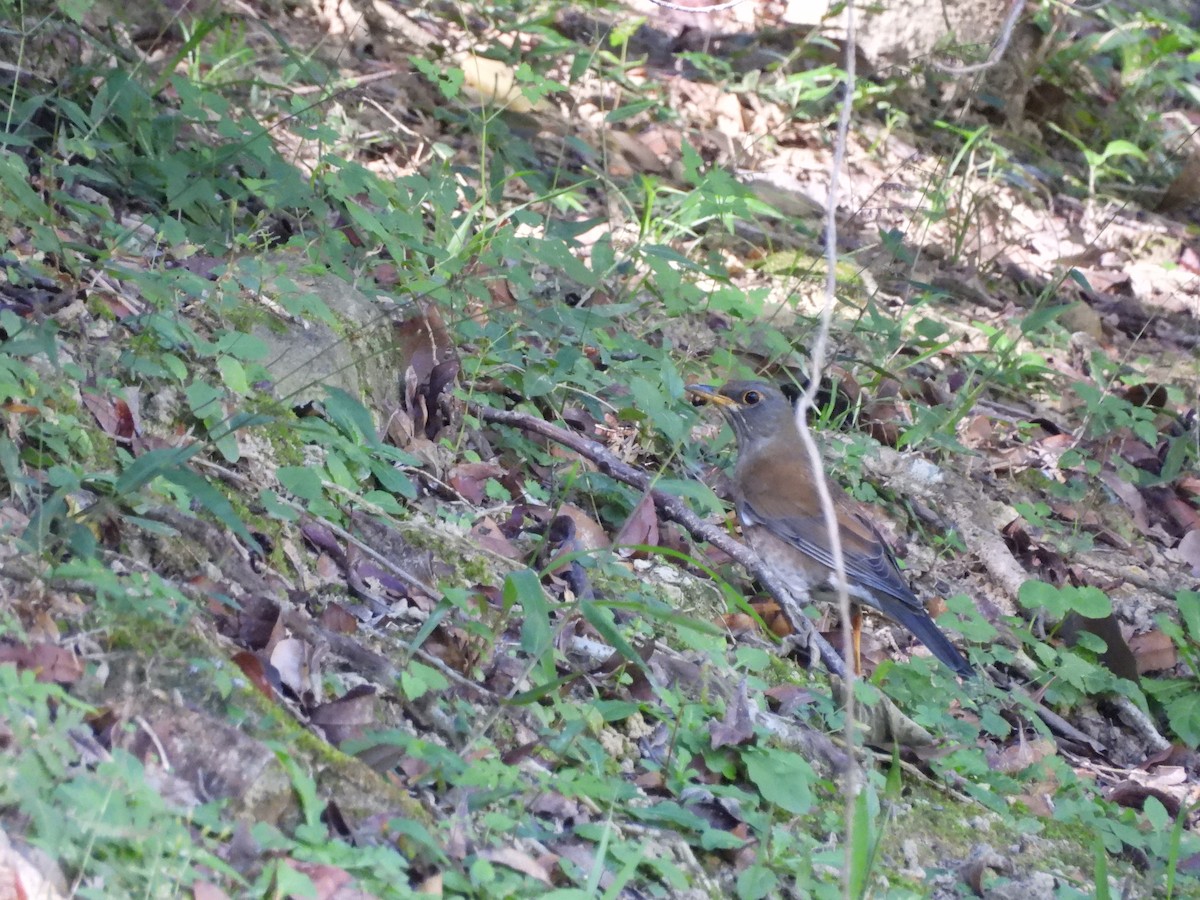 Pale Thrush - ML646590242