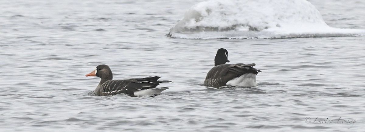 אווז לבן-מצח - ML646590248