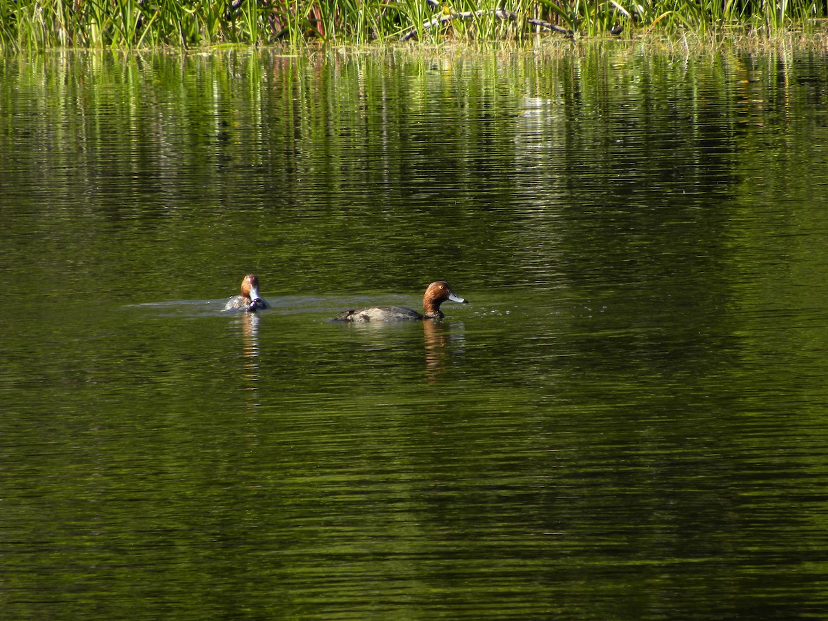 Redhead - ML646590252