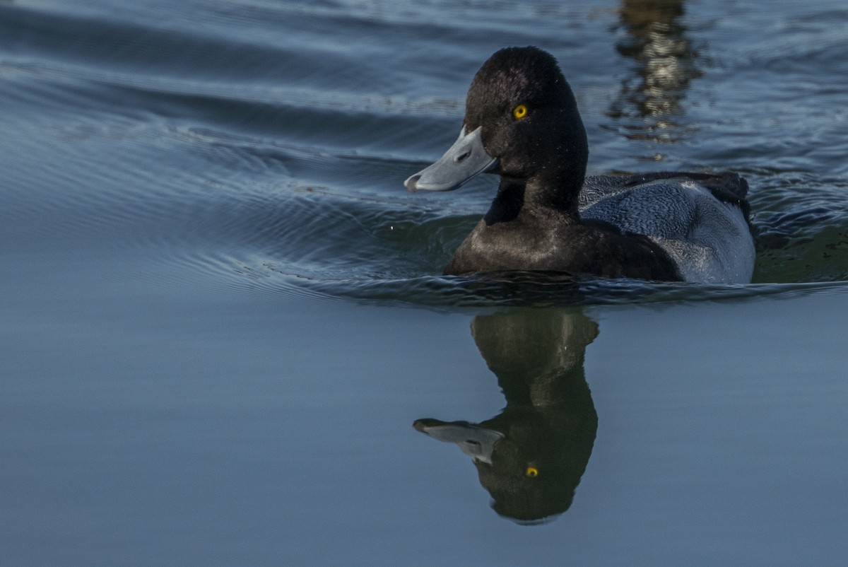 コスズガモ - ML646590253