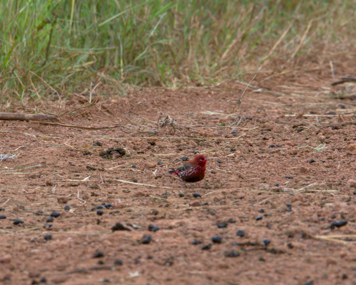 tygříček tečkovaný - ML646590254