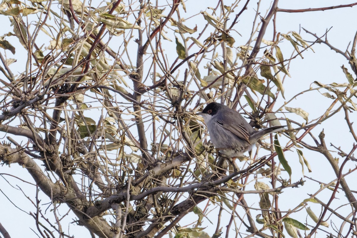 Txinbo burubeltza - ML646590255