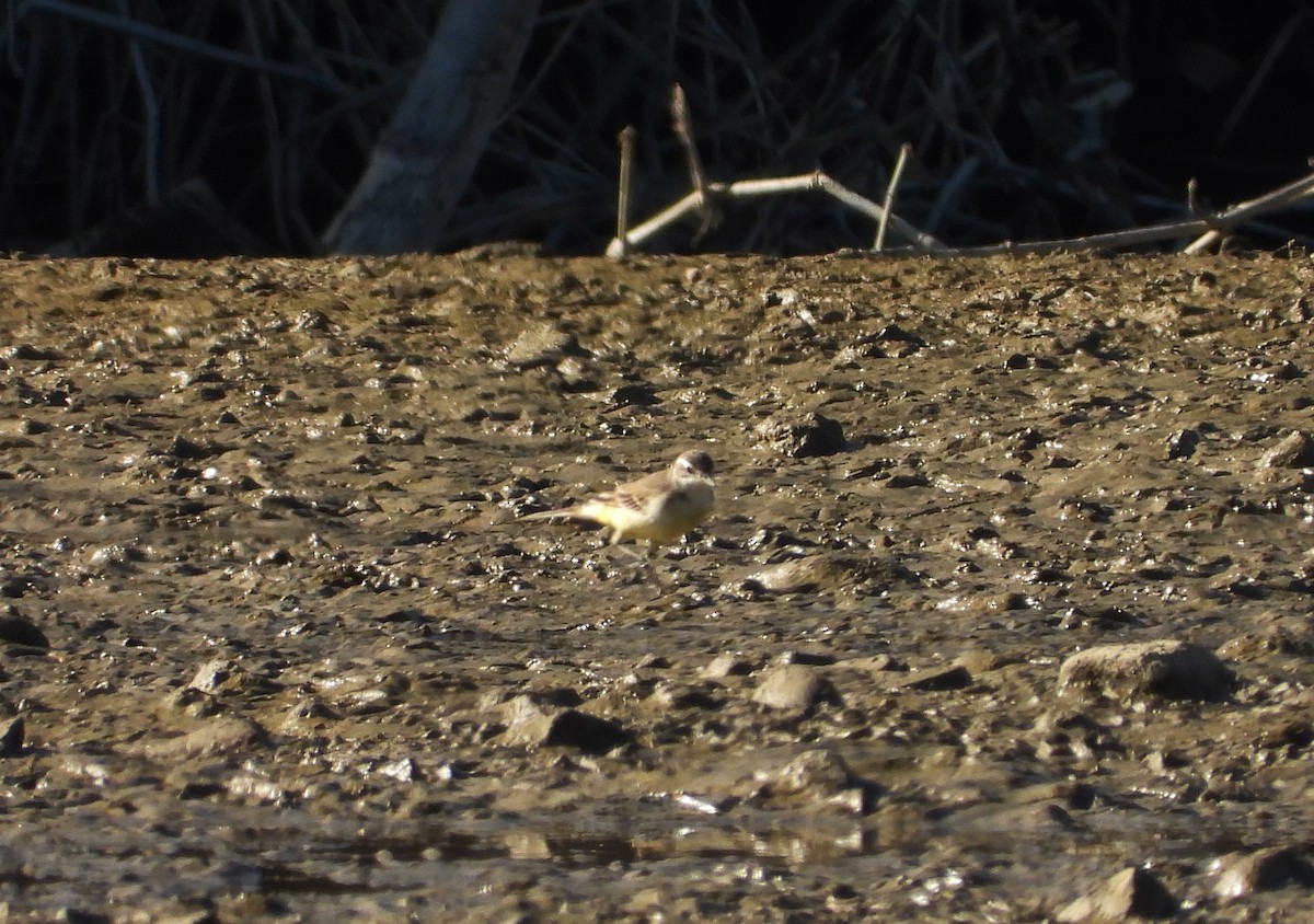 Плиска жовта - ML646590256