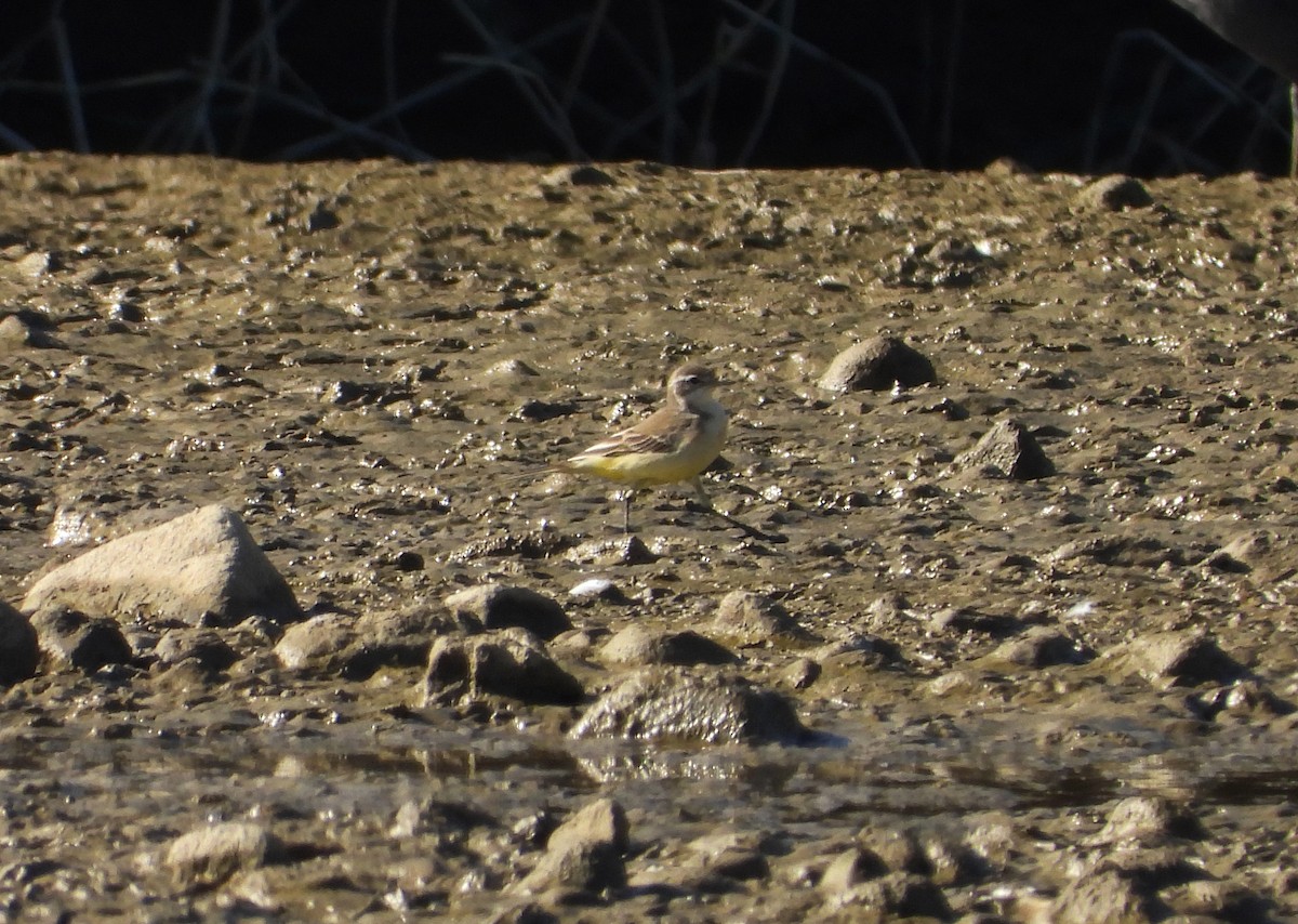 Плиска жовта - ML646590257