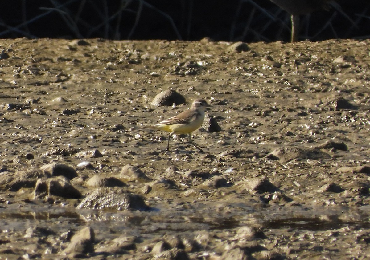 Плиска жовта - ML646590258