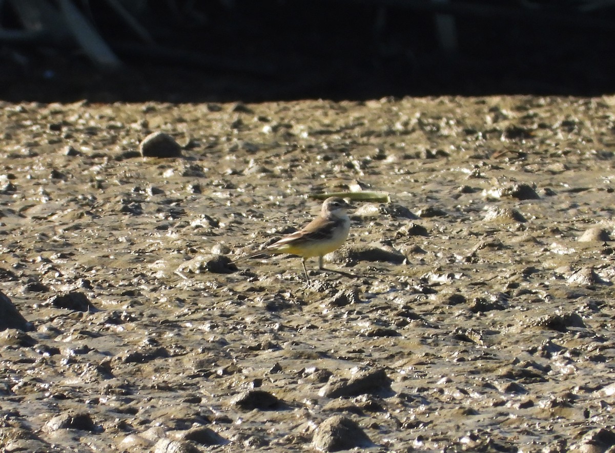 Плиска жовта - ML646590259