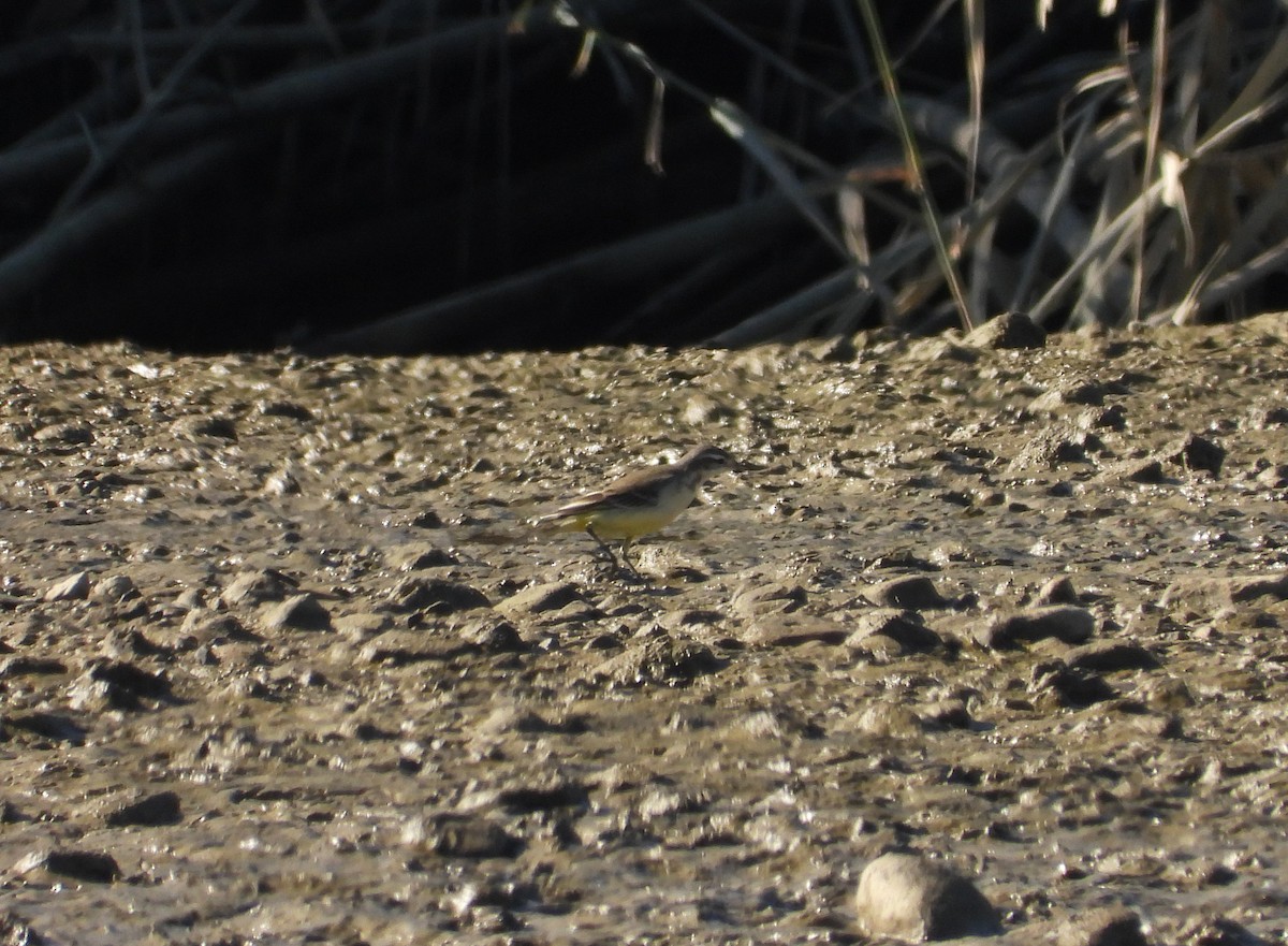 Плиска жовта - ML646590260