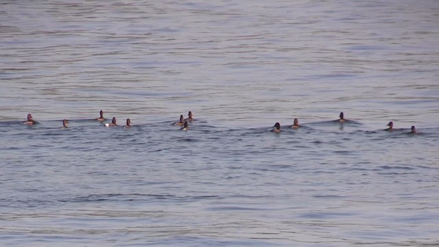 polák malý - ML646590263