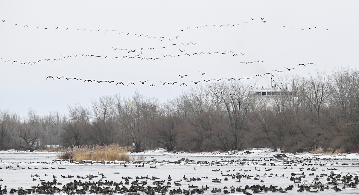 ברנטה קנדית - ML646590264