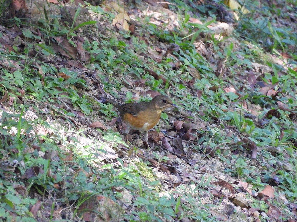 Brown-headed Thrush - ML646590265