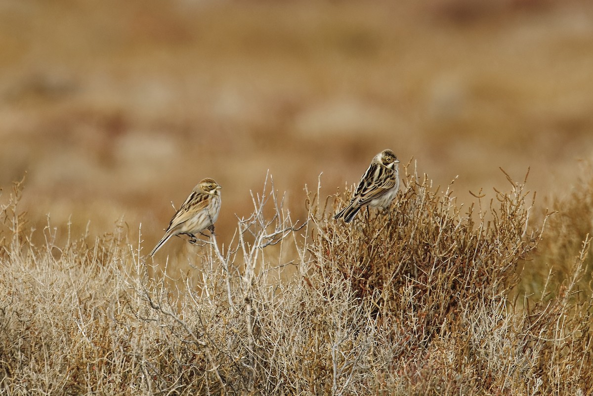 Reed Bunting - ML646590266