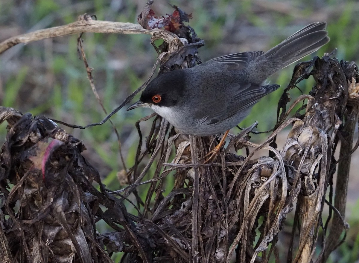 Txinbo burubeltza - ML646590267