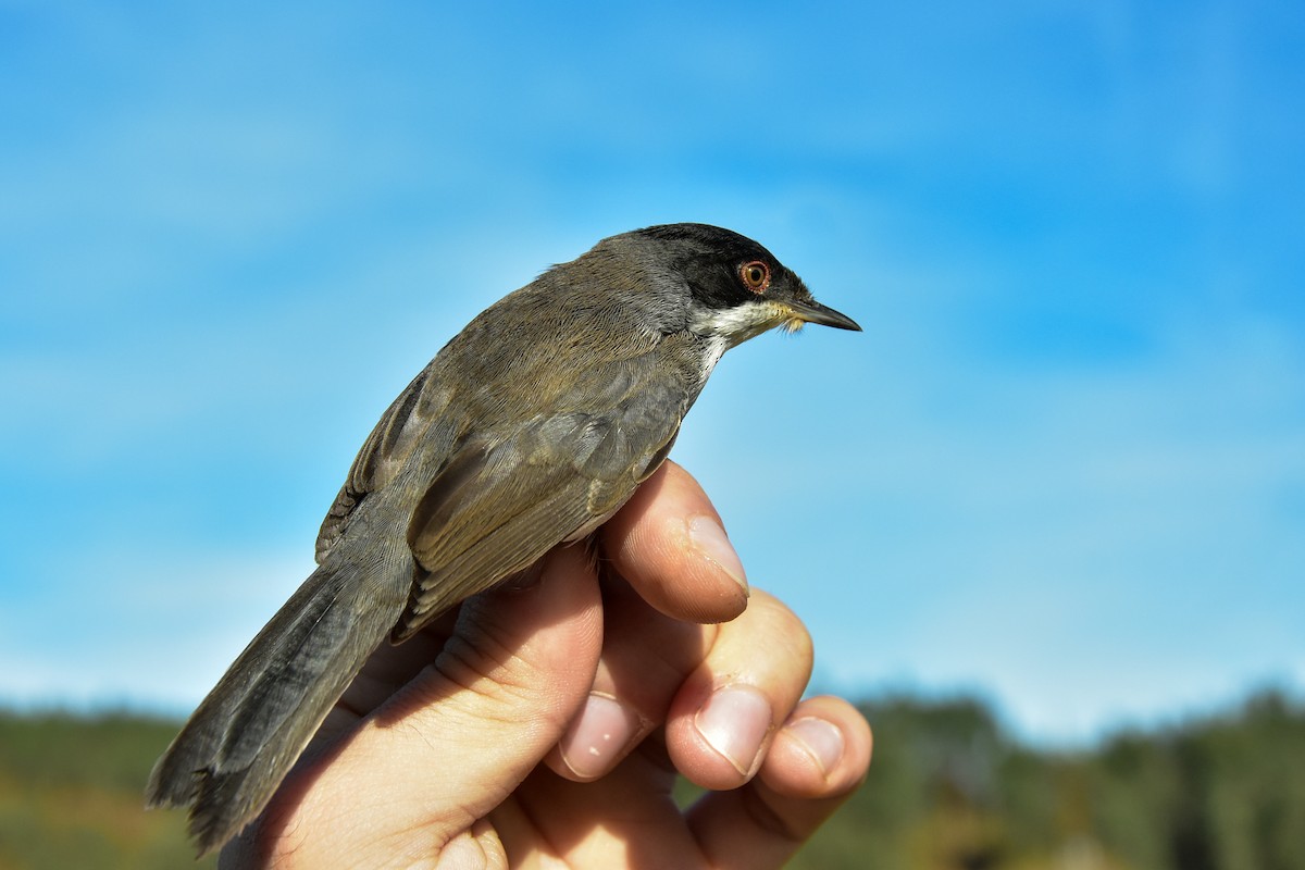 Sardinian Warbler - ML646590268