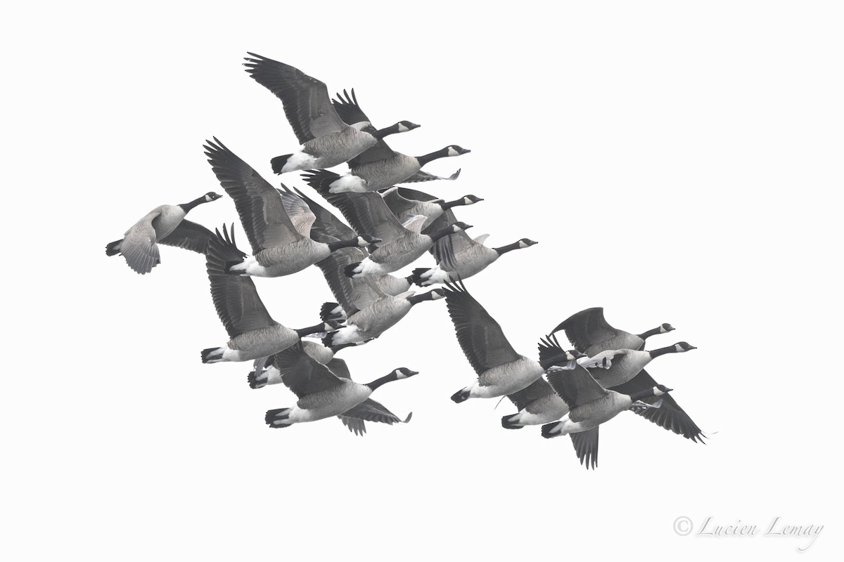 ברנטה קנדית - ML646590270