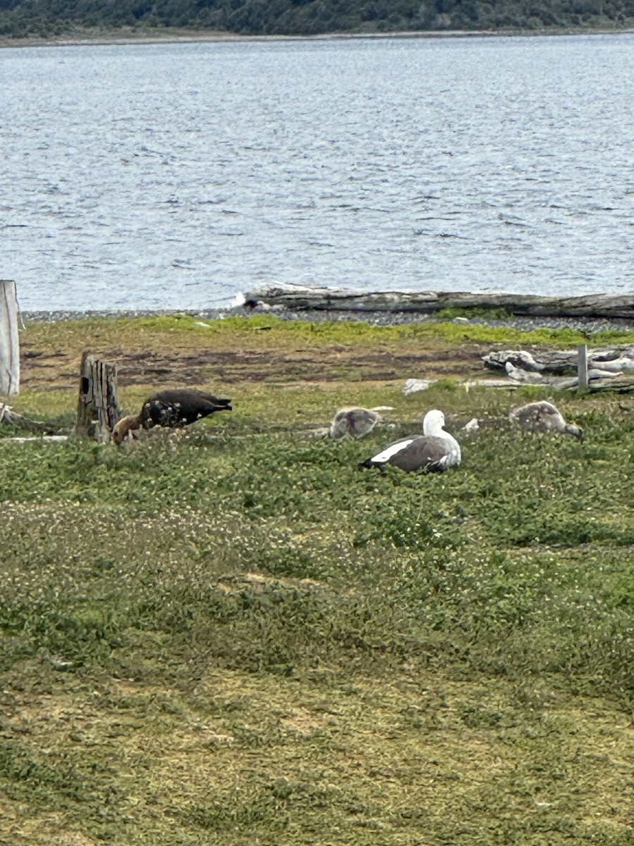 Ouette de Magellan - ML646590271