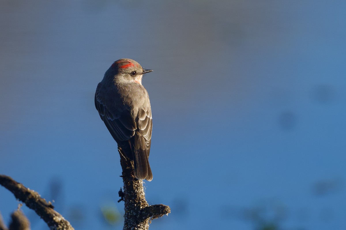 Vermilion Flycatcher - ML646590279