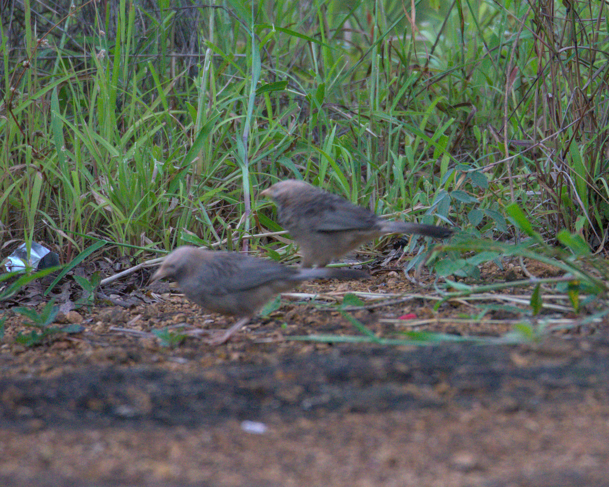 Yellow-billed Babbler - ML646590280