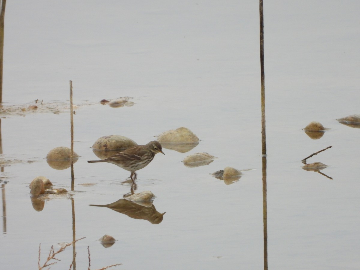 Water Pipit - ML646590281