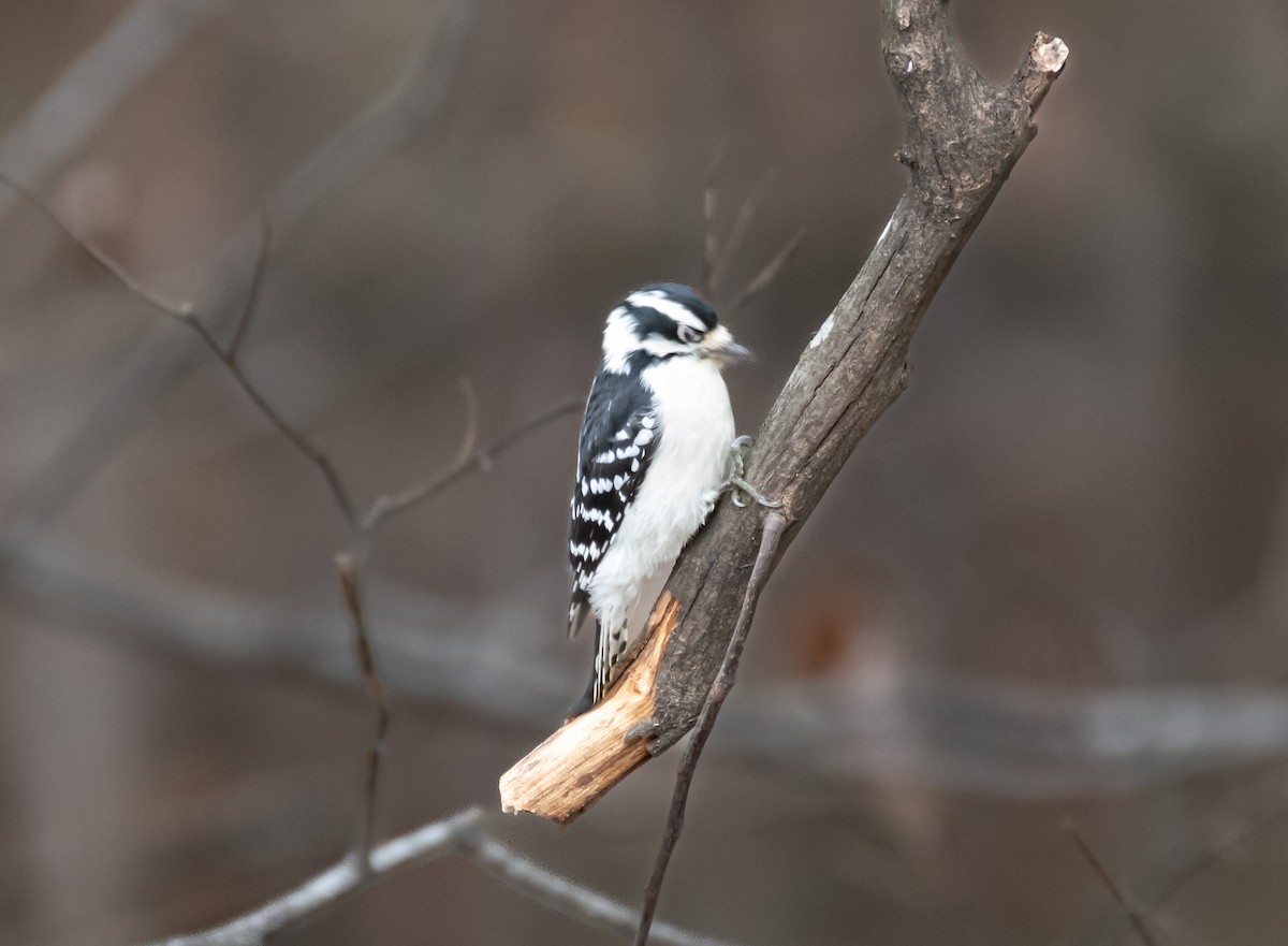 Downy Woodpecker - ML646590288