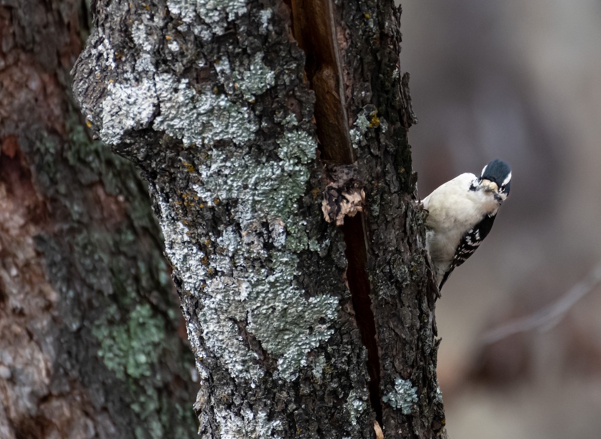 Downy Woodpecker - ML646590289