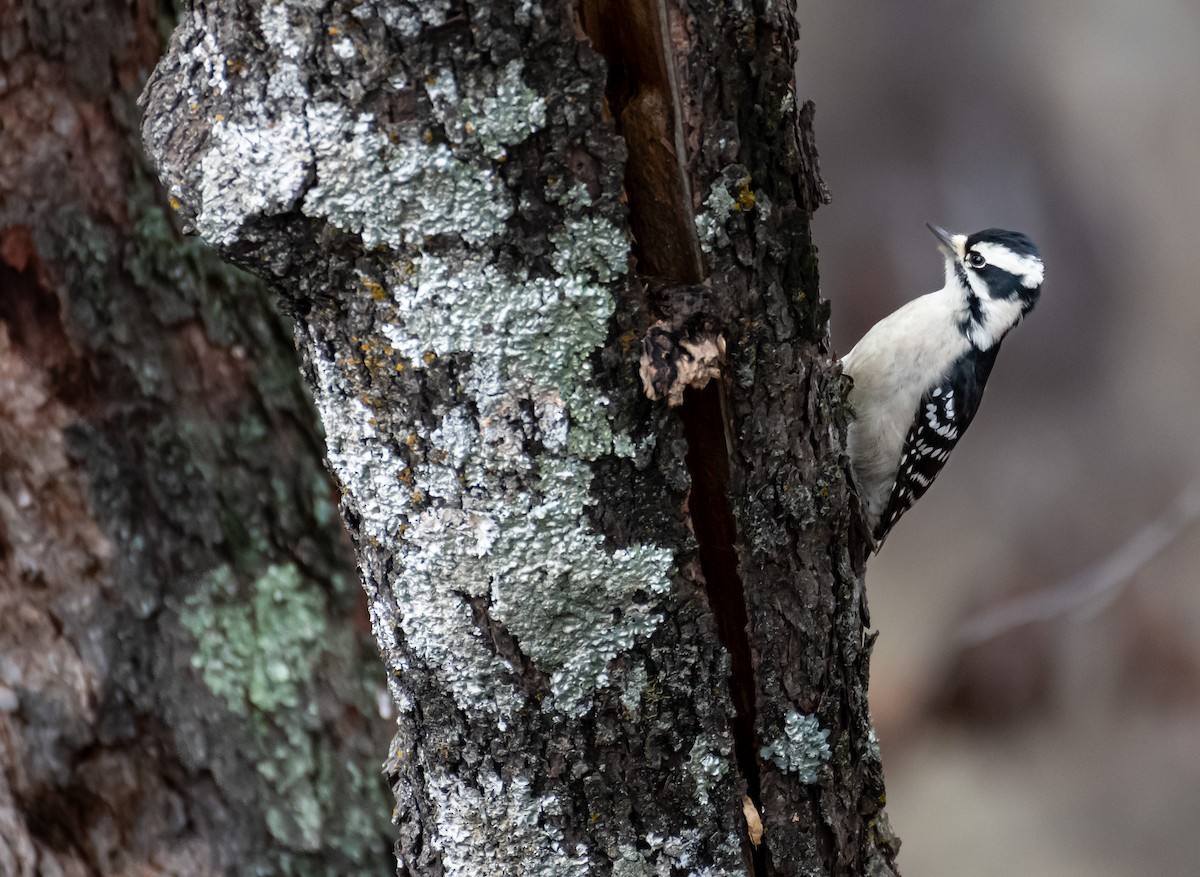 Downy Woodpecker - ML646590290