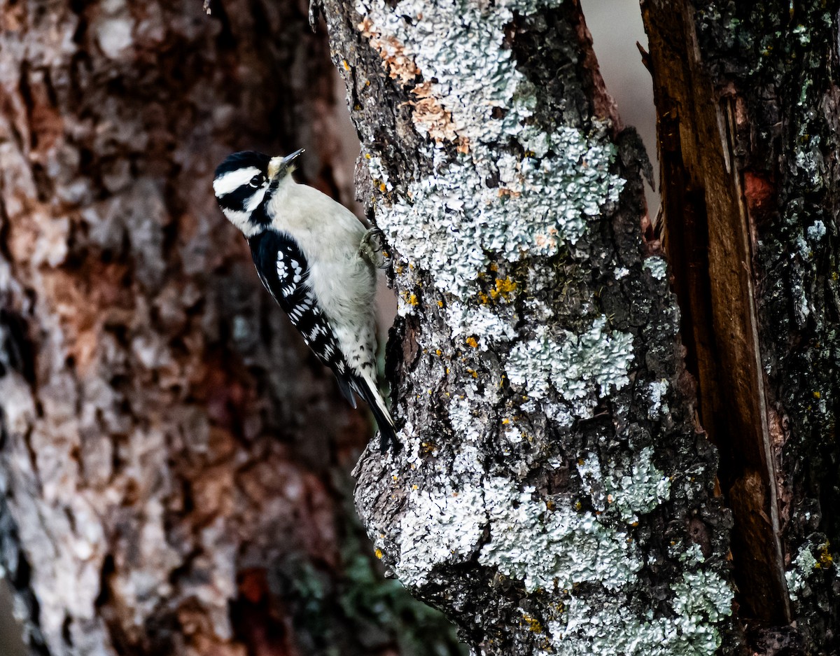 Downy Woodpecker - ML646590291