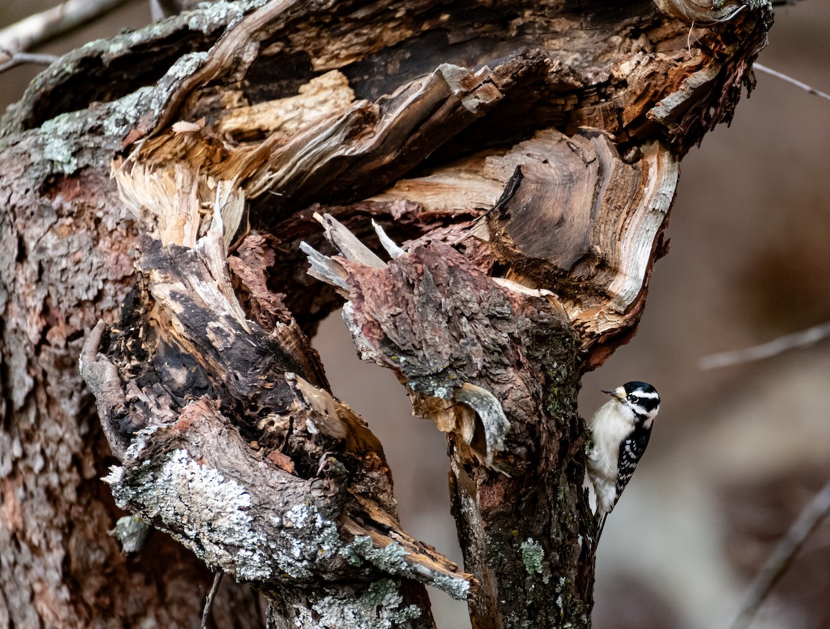 Downy Woodpecker - ML646590292