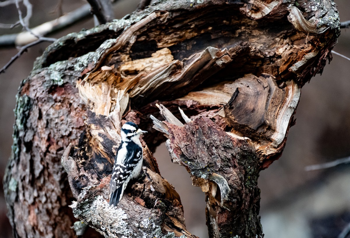 Downy Woodpecker - ML646590293