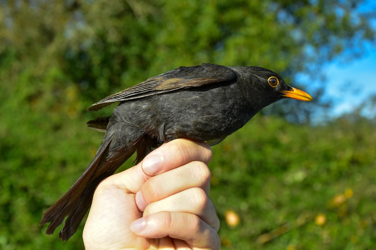 Eurasian Blackbird - ML646590294