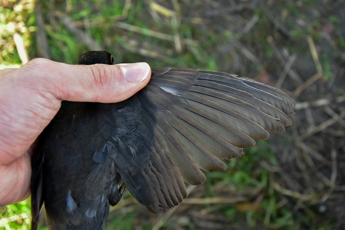 Eurasian Blackbird - ML646590295