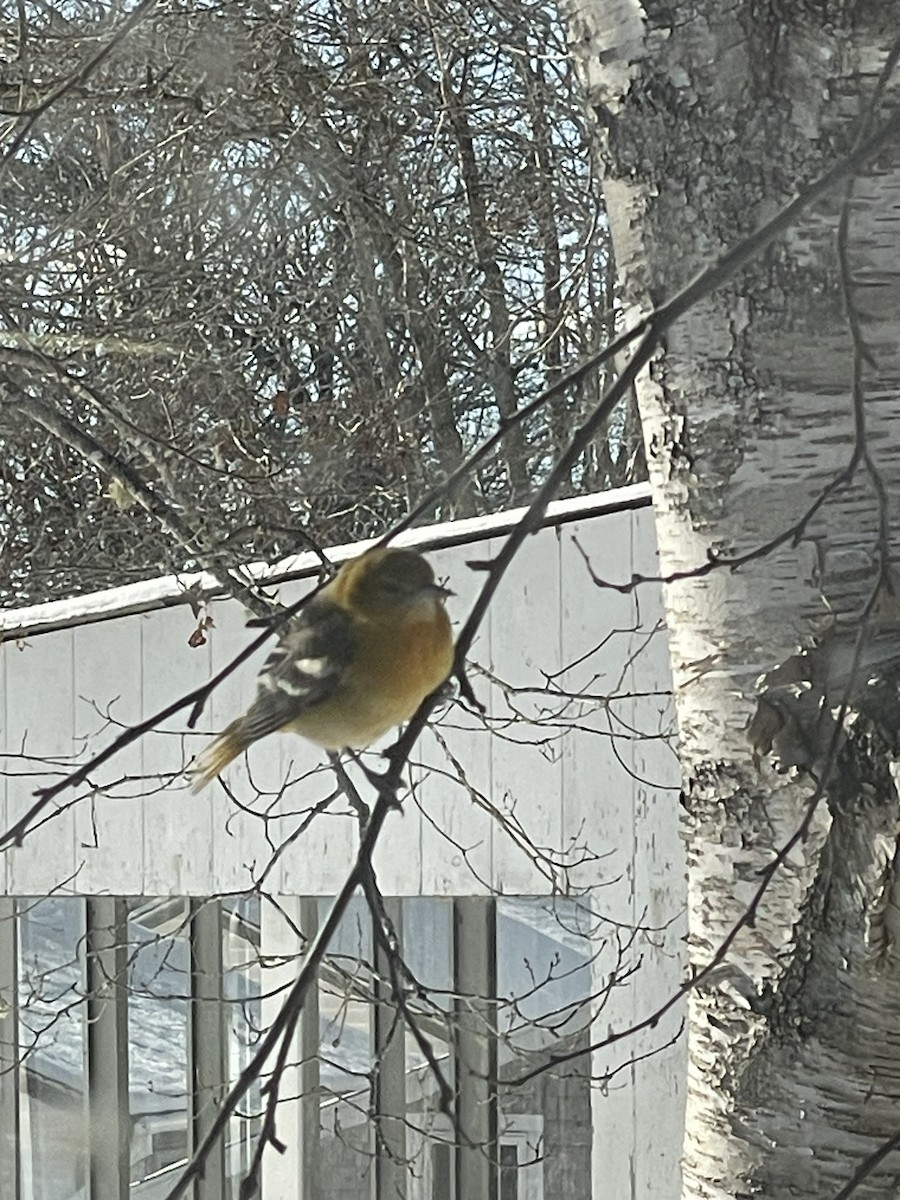 lundtrupial - ML646590296