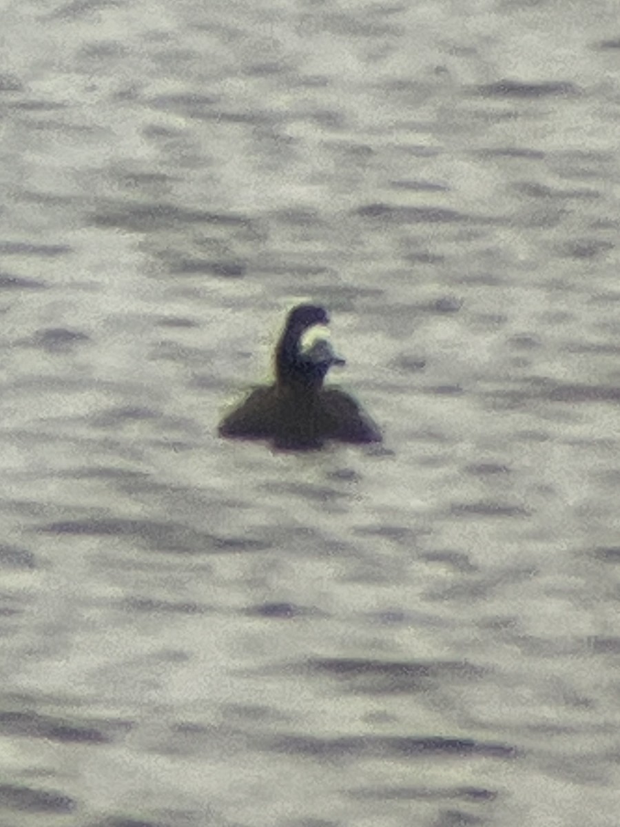 Морская чернеть - ML646590297