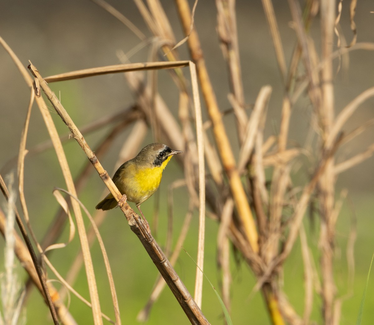 Common Yellowthroat - ML646590299